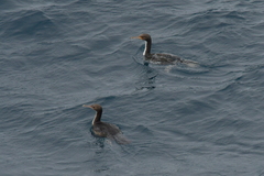 Leucocarbo ranfurlyi