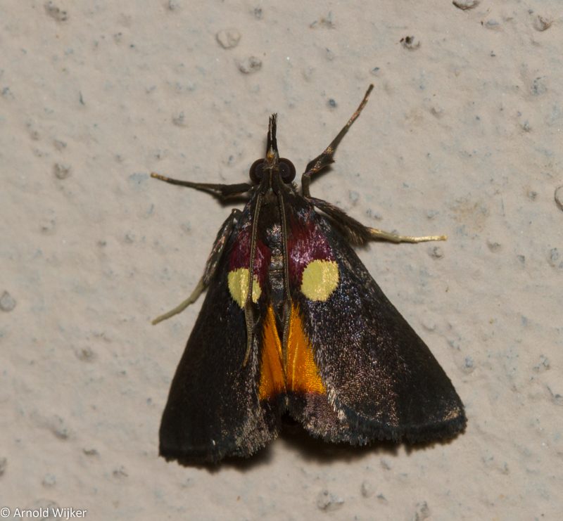 Semnia auritalis