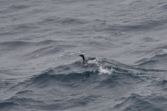 Leucocarbo ranfurlyi