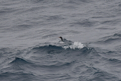 Leucocarbo ranfurlyi