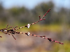 Baeckea brevifolia