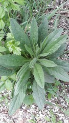 Cynoglossum officinale