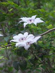 Clematis patens