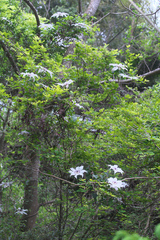 Clematis patens