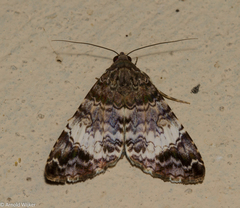 Coenipeta damonia