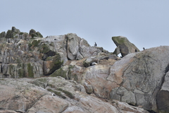 Leucocarbo ranfurlyi