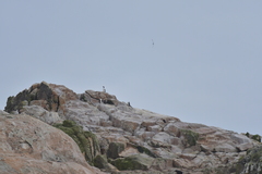 Leucocarbo ranfurlyi