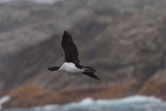 Leucocarbo ranfurlyi