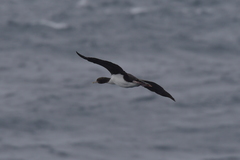 Leucocarbo ranfurlyi