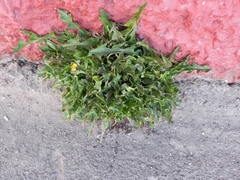 Taraxacum ceratophorum