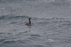 Leucocarbo ranfurlyi