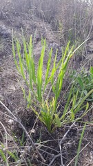 Falcaria vulgaris