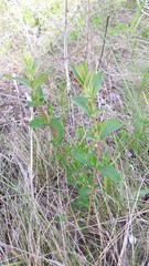 Magnoliopsida