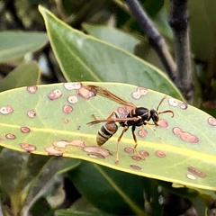 Polistes humilis synoecus