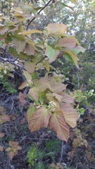 Acer tataricum