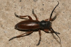 Dorcadion fulvum