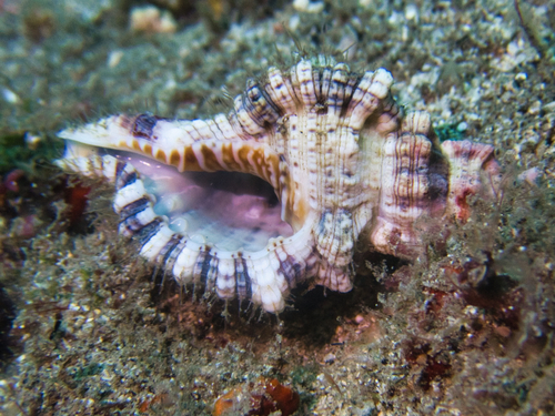 Cymatium nicobaricum observed 2021-05-08