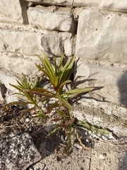 Chamaenerion angustifolium