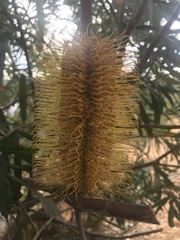 Banksia seminuda