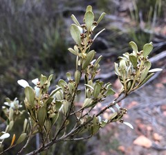 Spyridium spathulatum