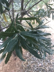 Banksia seminuda
