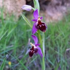 Ophrys delphinensis