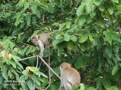 Macaca fascicularis