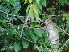Macaca fascicularis