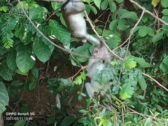 Macaca fascicularis
