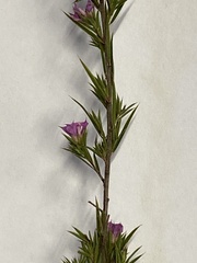 Acmadenia trigona