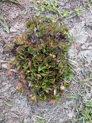 Ligusticum scothicum