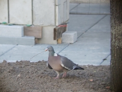 Columba palumbus