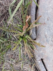 Taraxacum ceratophorum