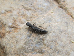 Stenus bimaculatus