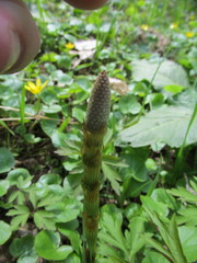 Equisetum sylvaticum