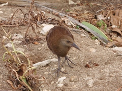 Gallirallus sylvestris