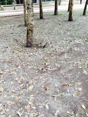 Sciurus aureogaster