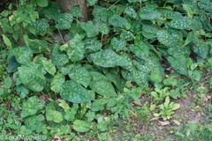 Pulmonaria saccharata