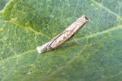 Culladia hastiferalis