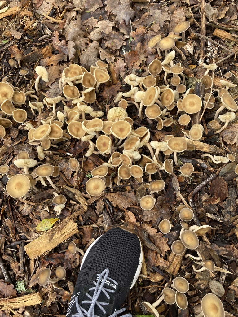 Mulch Fieldcap from University of Auckland, Auckland, Auckland, NZ on