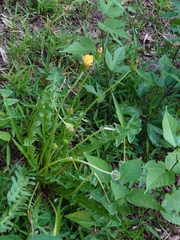 Taraxacum platycarpum