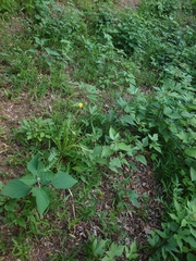 Taraxacum platycarpum