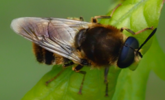 Stratiomys longicornis