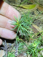 Melichrus procumbens
