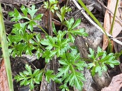 Xanthosia dissecta