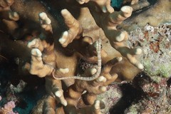 Corythoichthys schultzi