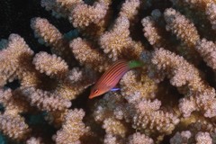 Pseudocheilinus hexataenia