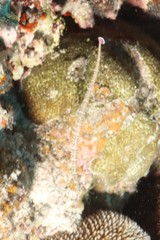 Corythoichthys schultzi