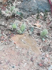 Barleria lichtensteiniana