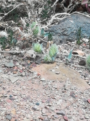 Barleria lichtensteiniana